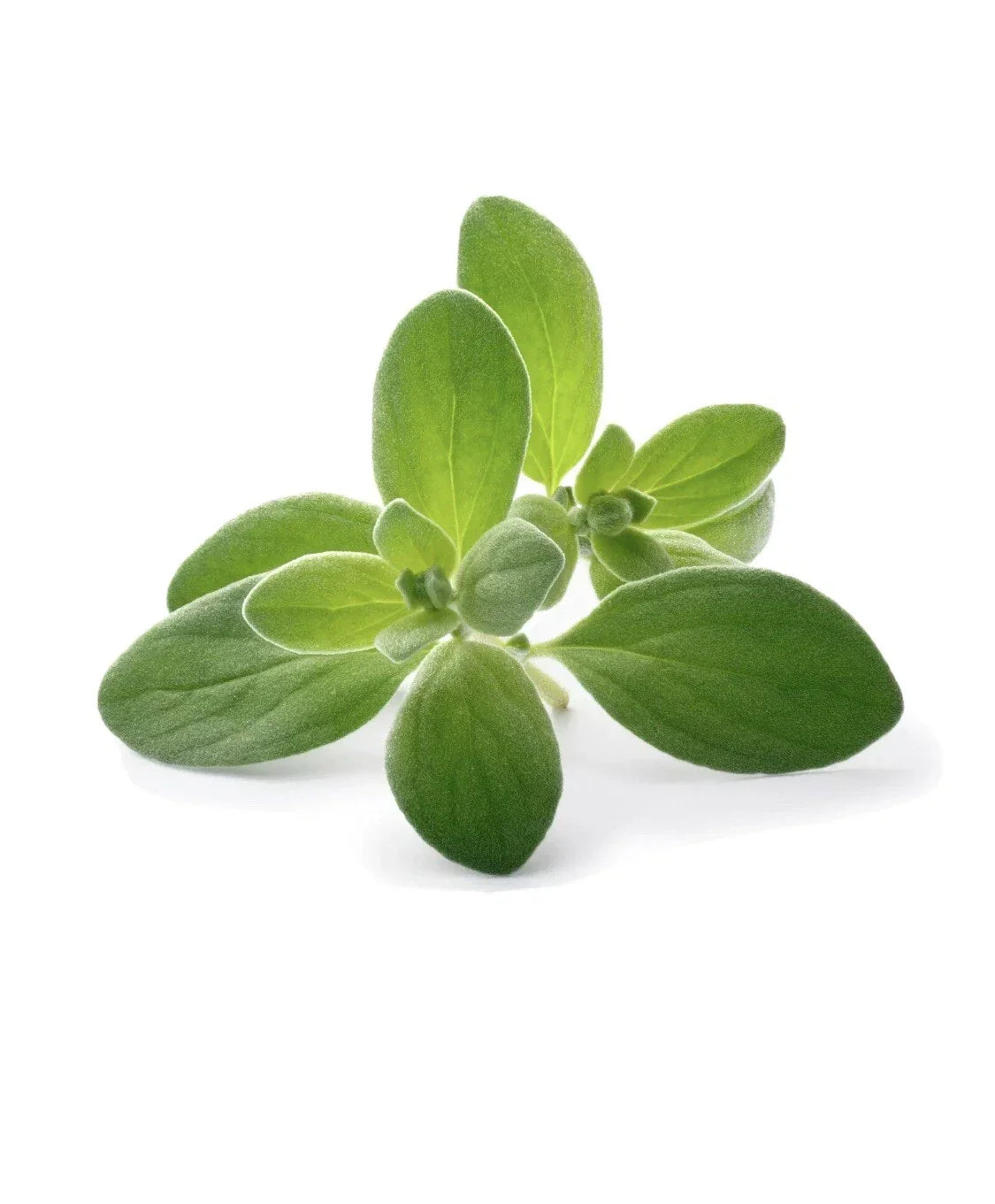 Sweet Marjoram Seeds 100 Pack - Culinary Herb - Origanum Majorana - Edible Medicinal Garden Plant