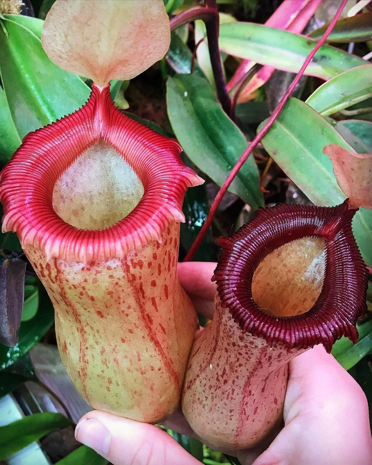Rooted Cutting Nepenthes ventricosa x sibuyanensis HC Pitcher Plant - Tropical Carnivorous Plant for Terrariums