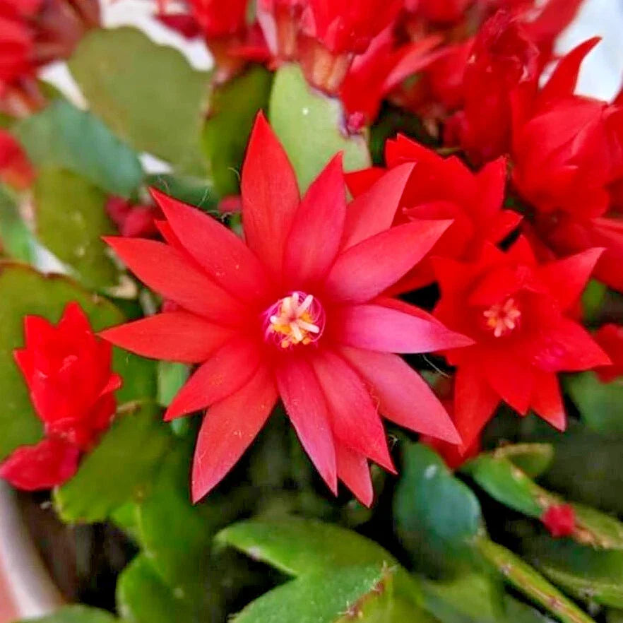 Red Easter Cactus Live Plant - 4" Potted Rhipsalidopsis Gaertneri - Vibrant Red Blooms for Indoor Garden Decor