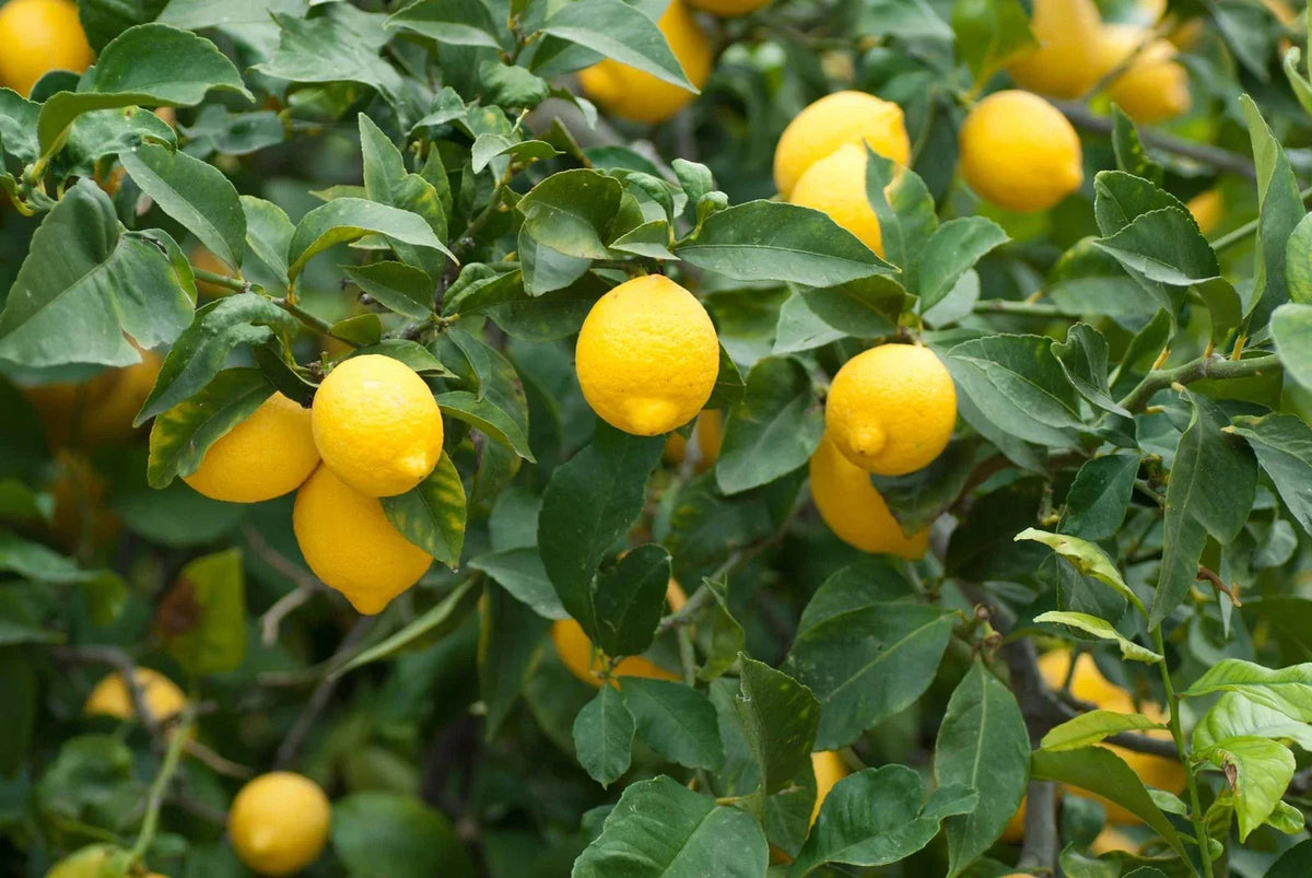 Dwarf Lemon Bonsai Tree Seeds - 30+ Seeds - Indoor Plant - Citrus limon - Compact Growth for Home & Garden