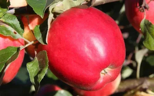 25+ State Fair Apple Seeds - Malus domestica - Heirloom Variety - Non-GMO - USA Grown - Perfect for Home Gardens