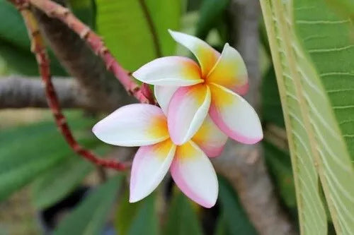 Plumeria Seeds - 5 Pack - White Pink Yellow Flowers - Perennial Plants (Plumeria spp.) - Tropical Garden Addition