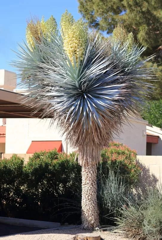 Blue Yucca Tree Seeds - 10 Seeds - Yucca rigida - Drought-Tolerant, Ornamental, Easy to Grow, Xeriscaping Plant
