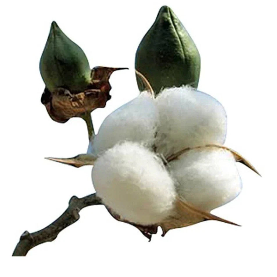 American White Cotton Seeds - 25 Heirloom Non-GMO Seeds - Gossypium Hirsutum - USA Grown for Gardening & Crafts