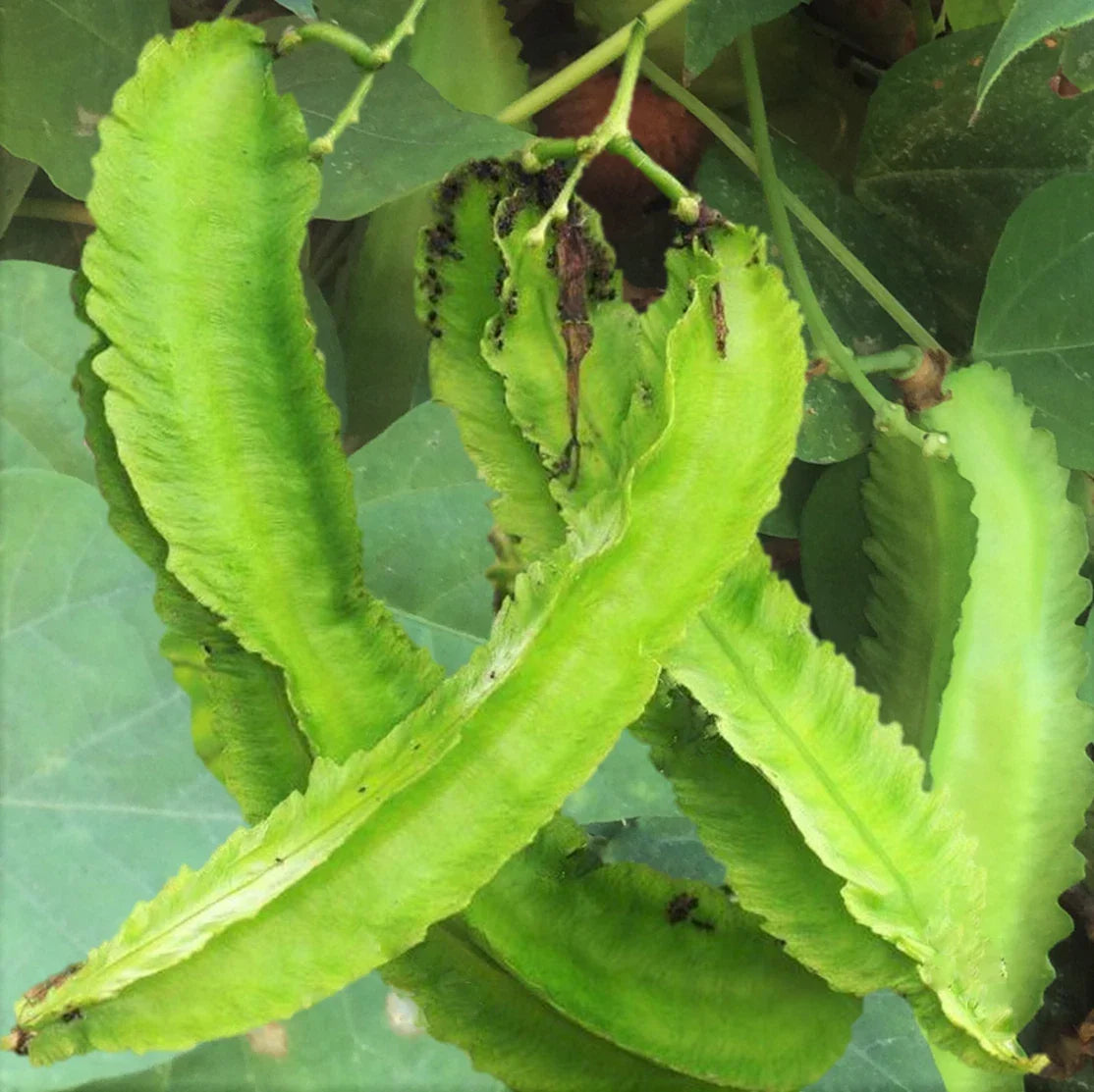 Winged Bean Seeds Packet | Dragon Goa Variety | Psophocarpus tetragonolobus | High Germination, Protein-Rich, Climbing Vine