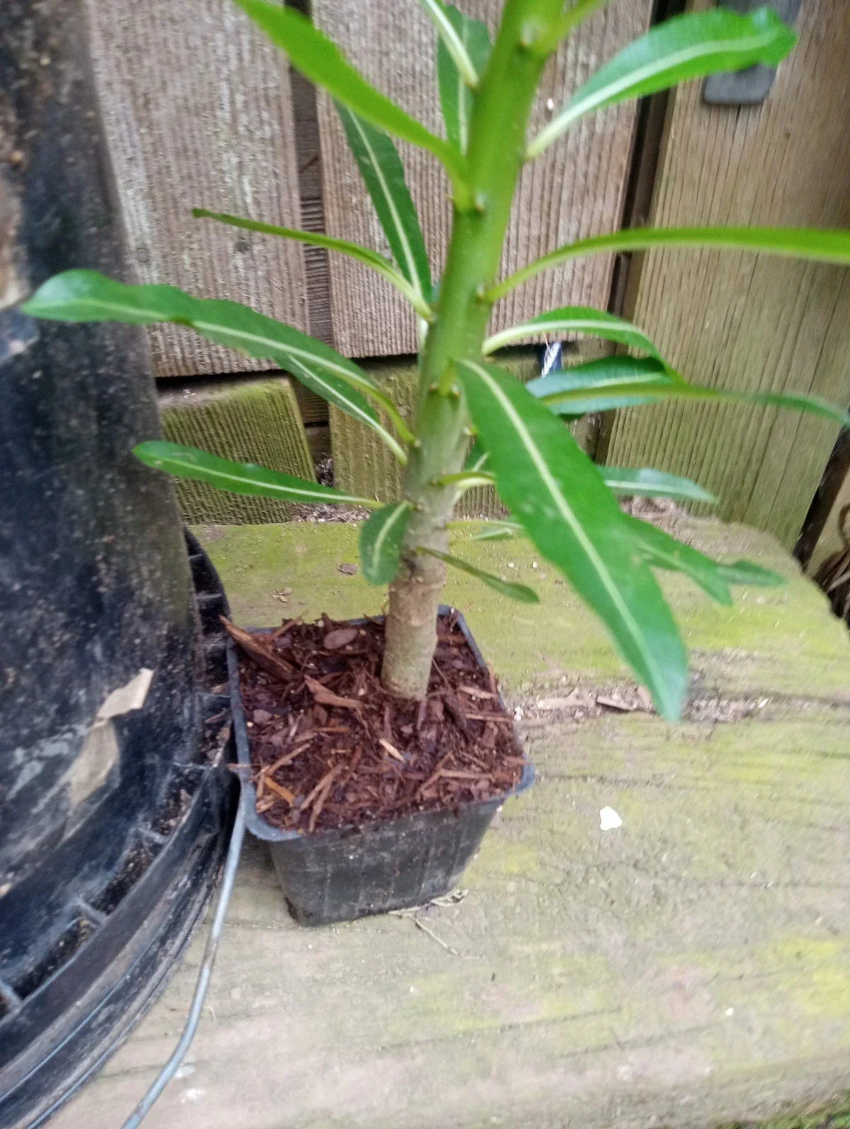 Pachypodium Rutenbergianum Potted Plant - 4 Inch - Exotic Madagascar Palm Succulent - Fully Rooted Houseplant