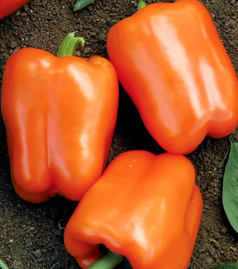 Orange Sweet Bell Pepper Seeds, NON-GMO Heirloom, Capsicum annuum, Various Sizes for Home Gardening