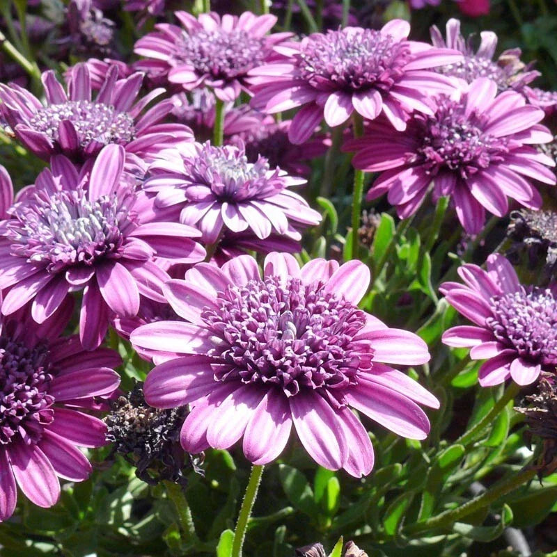 Double Purple Cape Daisy Seeds - 50+ Seeds for Garden - Osteospermum ecklonis - Easy to Grow, Attracts Pollinators