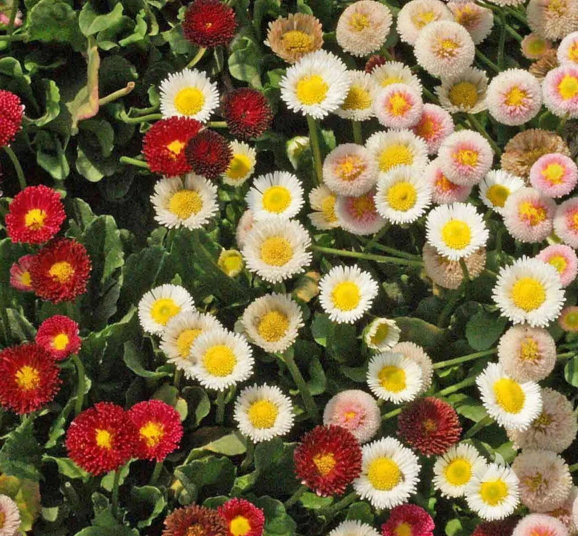English Daisy Wildflower Seeds - Bellis perennis - Perennial Garden Seeds - Various Sizes - Attracts Pollinators