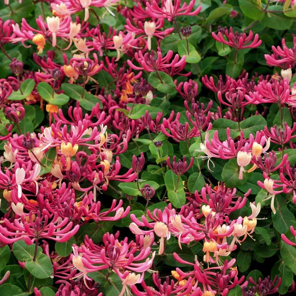 Honeysuckle Vine Plant - 4-Inch Rooted Starter - Peaches & Cream - Lonicera periclymenum - Fragrant Climbing Vine for Gardens