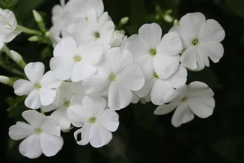 White Phlox Flower Seeds - 50 Pack | Phlox Drummondii | Fragrant White Blooms for Garden Annuals | Non-GMO Seeds