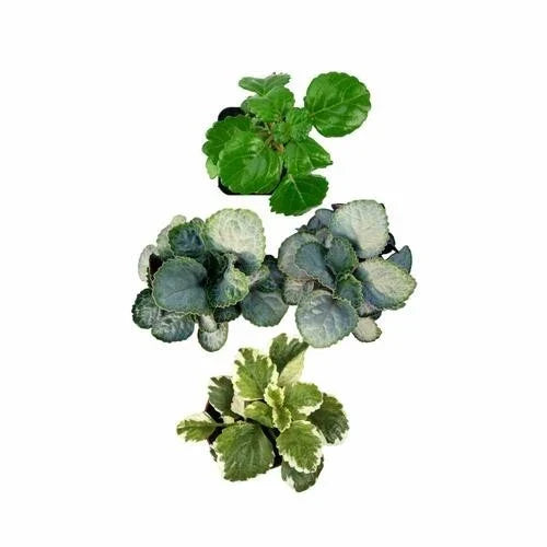 Rooted Starter House Plants - Assorted Swedish Ivy - Plectranthus australis - Easy Care Indoor Plants