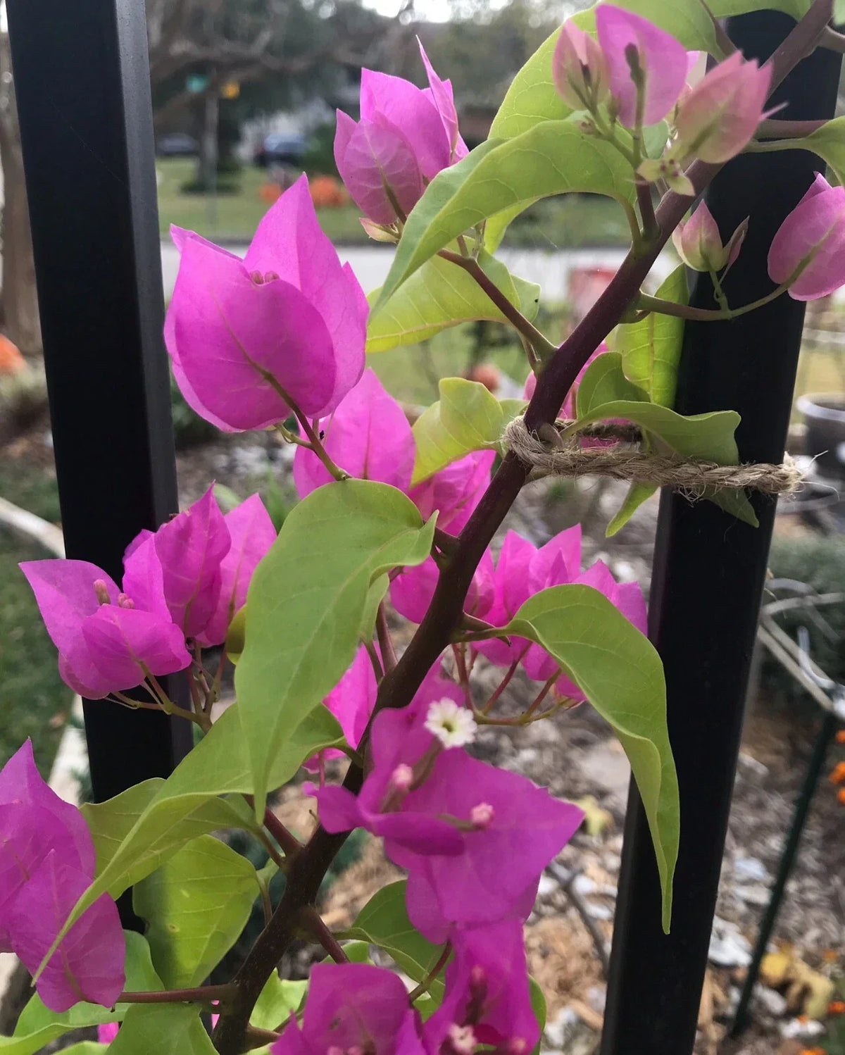 Bougainvillea Plant - Bare Root - Vibrant Blooms - Bougainvillea spp. - Well Rooted - Ideal for Gardens & Containers