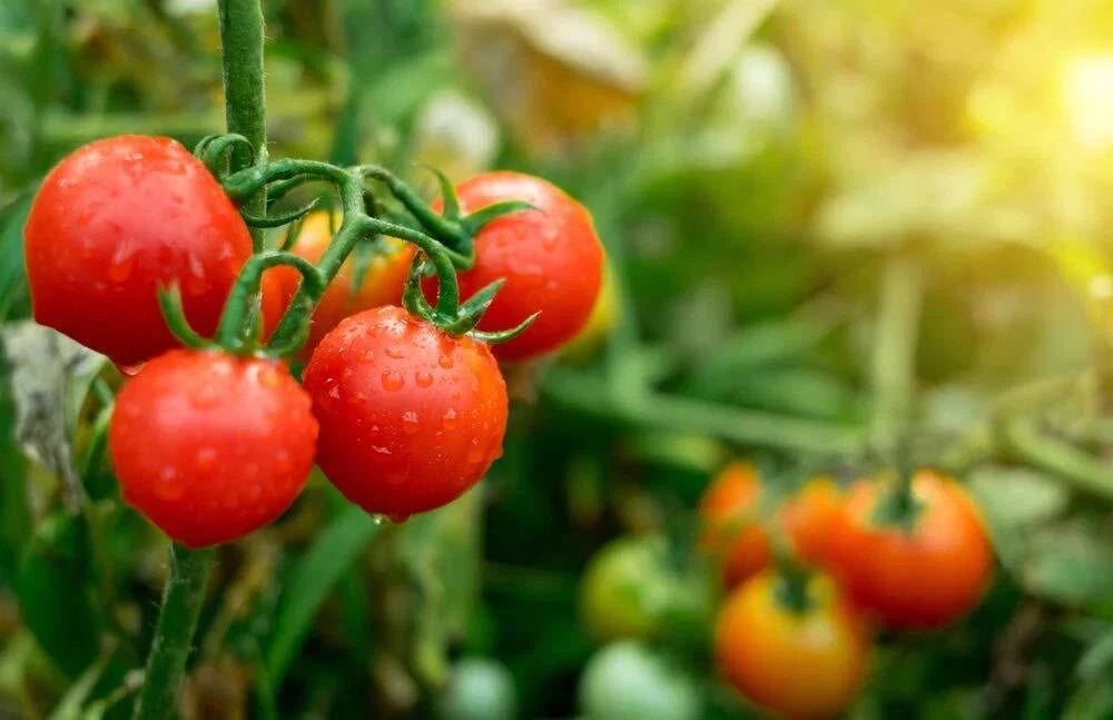Tiny Tim Tomato Seeds - 100+ Seeds - Dwarf Variety - Solanum lycopersicum - Perfect for Small Spaces and Container Gardening