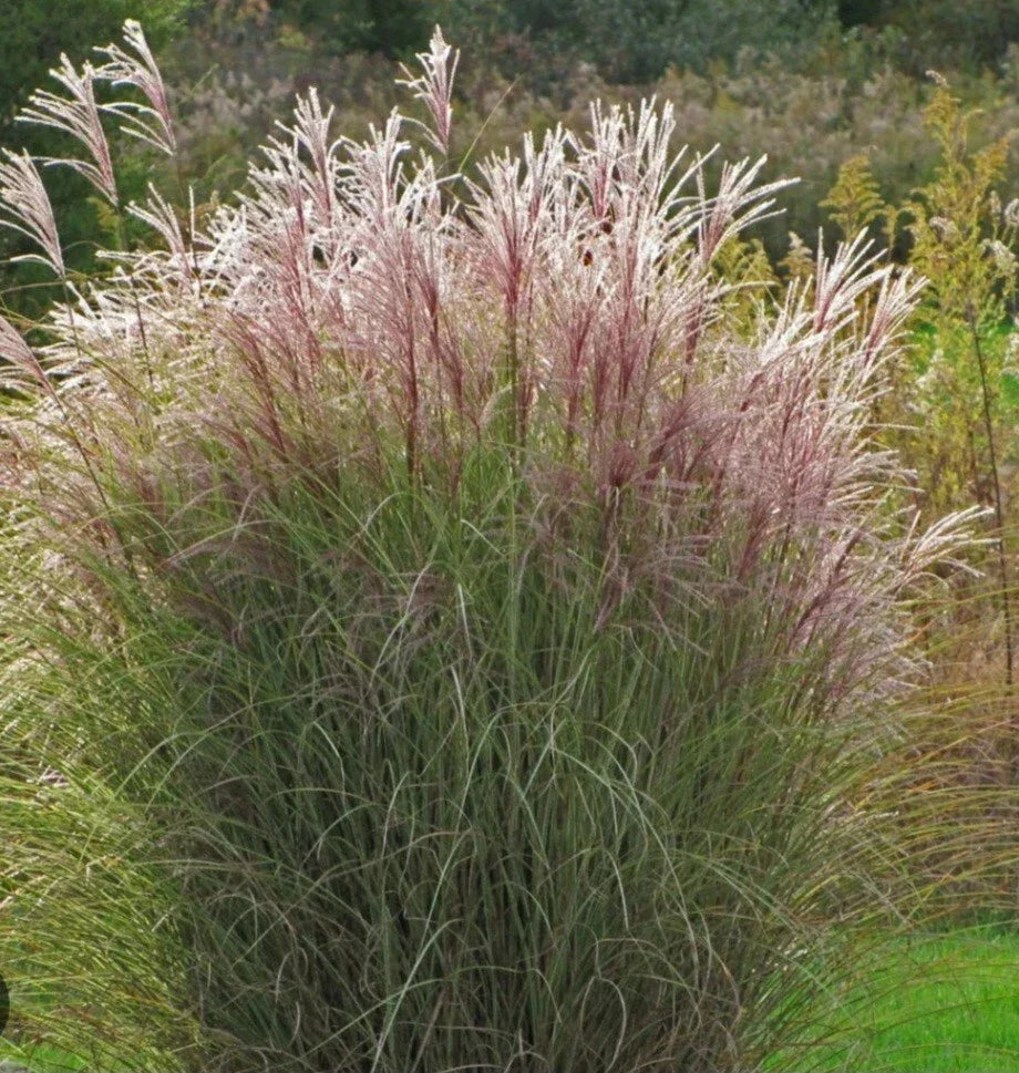 Adagio Maiden Grass Bare Root 24-30" Pennisetum alopecuroides Deer-Resistant Ornamental Grass Full Sun Green/Beige Foliage