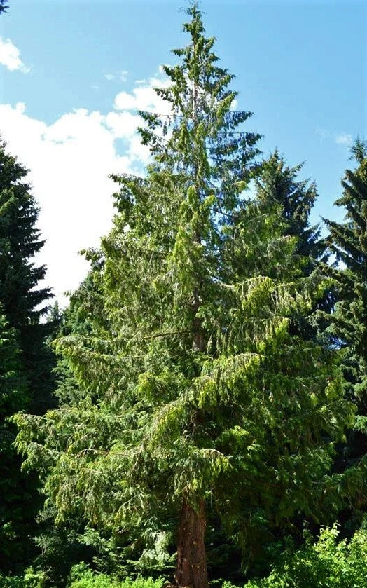 Eastern Red Cedar Tree Seedling 1ft Evergreen Juniperus Virginiana Bare Root USA