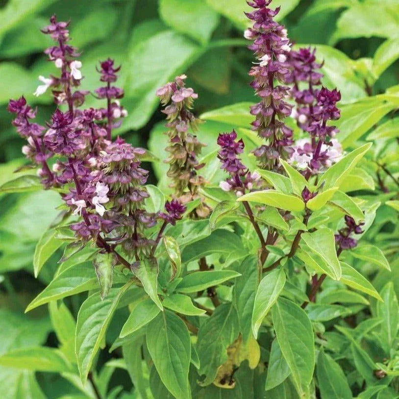 Anise Basil Seeds - Thai Variety - Ocimum Basilicum Anethole Anisatum - Non-GMO, Culinary Herb for 2025 Planting
