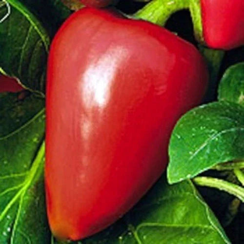 Pimento Sweet Pepper Seeds - NON-GMO Heirloom, Capsicum annuum, Various Sizes, Perfect for Home Gardening