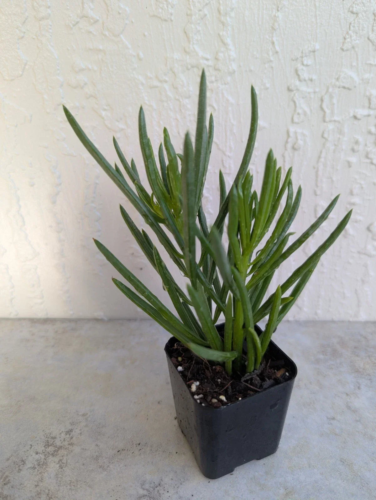 Green Bean Pincushion Peperomia 2" Rooted Pot | Peperomia ferreyrae | Indoor Houseplant with Unique Green Foliage