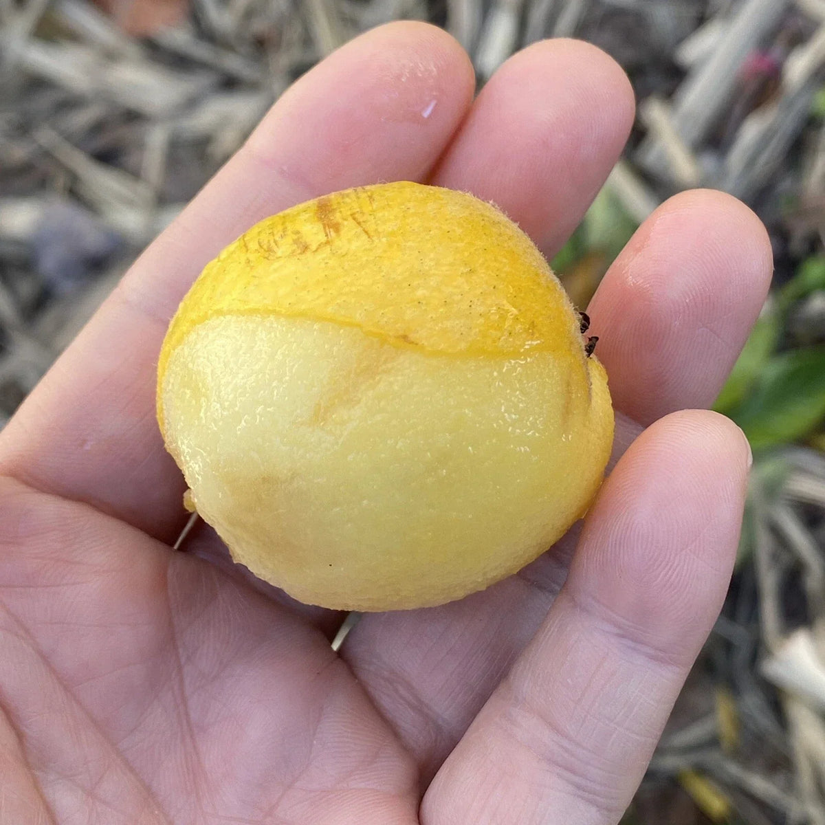 Loquat Scions for Grafting - 3 Cuttings - Tori White Variety - Eriobotrya japonica - High-Quality Healthy Cuttings
