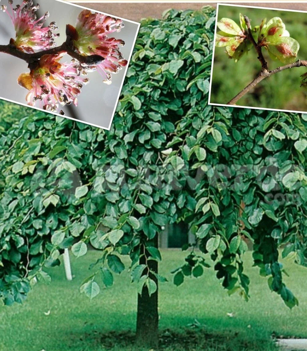 Elm Tree Seeds - 25+ Organic Heirloom Seeds - American Elm - Ulmus americana - Fresh Harvested 2025