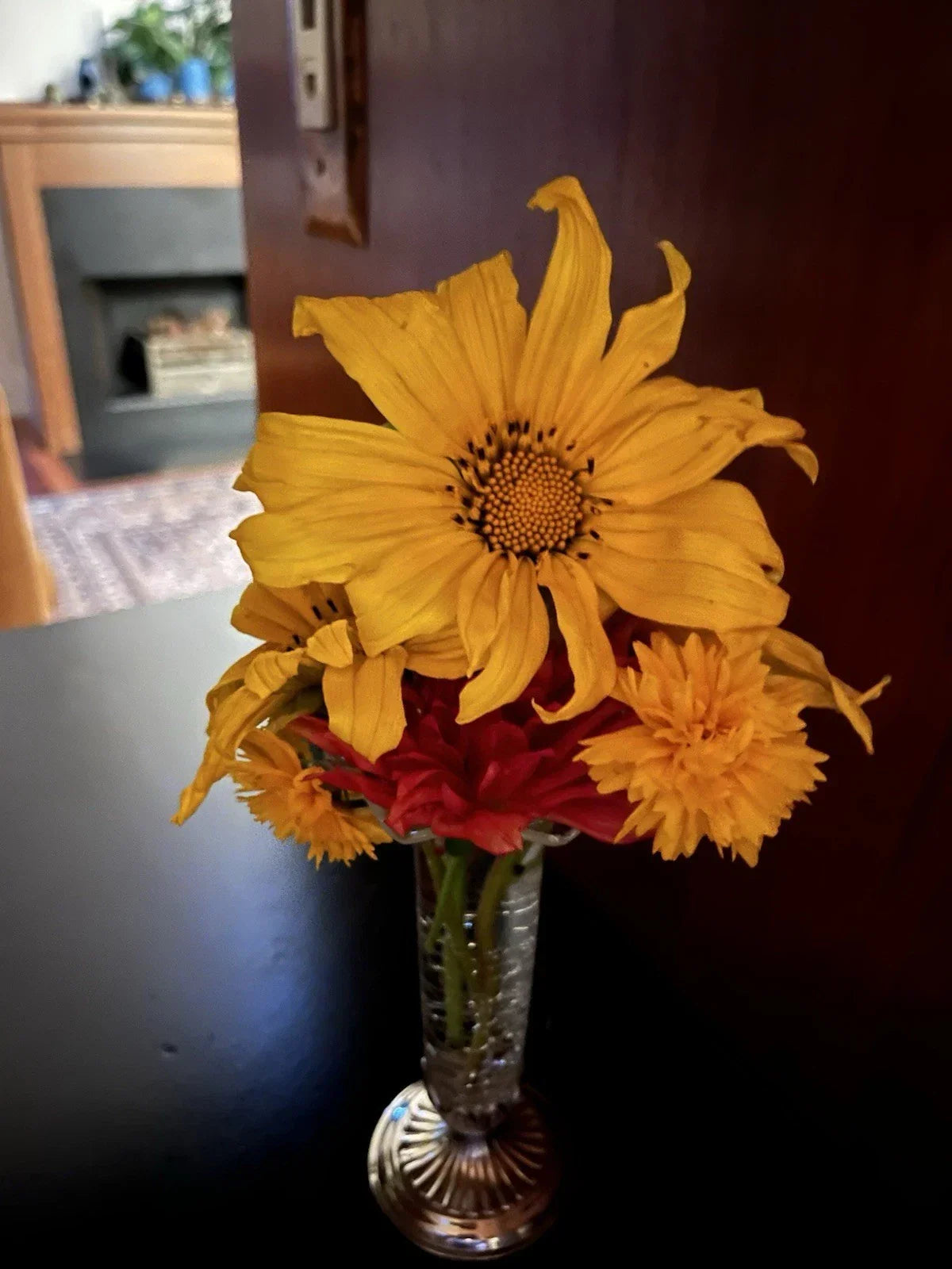 Mexican Sunflower Cuttings - 10 Fresh Cuttings - Organic Tithonia diversifolia - USA Grown, Bright Yellow-Orange Blooms