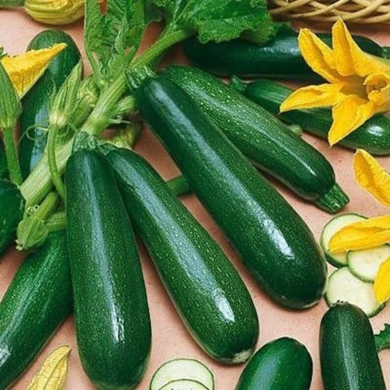 Black Beauty Zucchini Seeds - 10+ Heirloom, Non-GMO, Organic - Cucurbita pepo - Dark Green, Glossy Fruits for Home Gardens