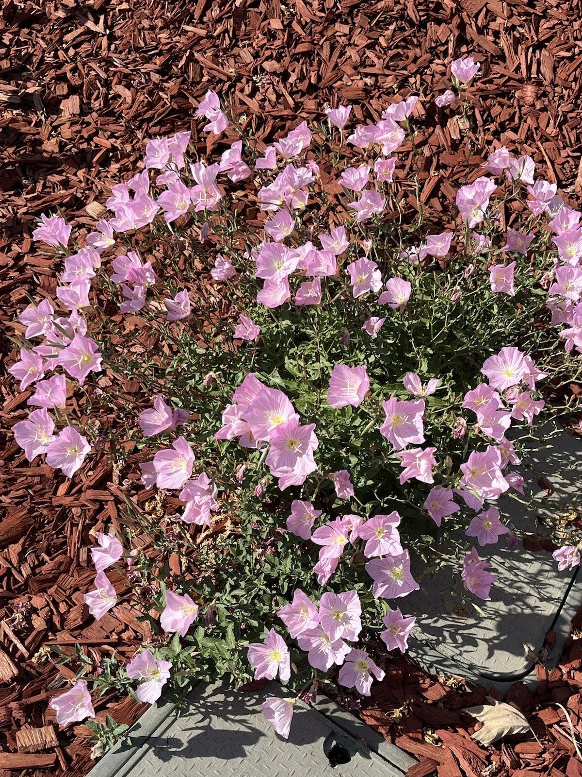 Showy Evening Primrose Seeds - 500+ Pink Amapola Seeds, Mexican Primrose (Oenothera speciosa) for Colorful Gardens