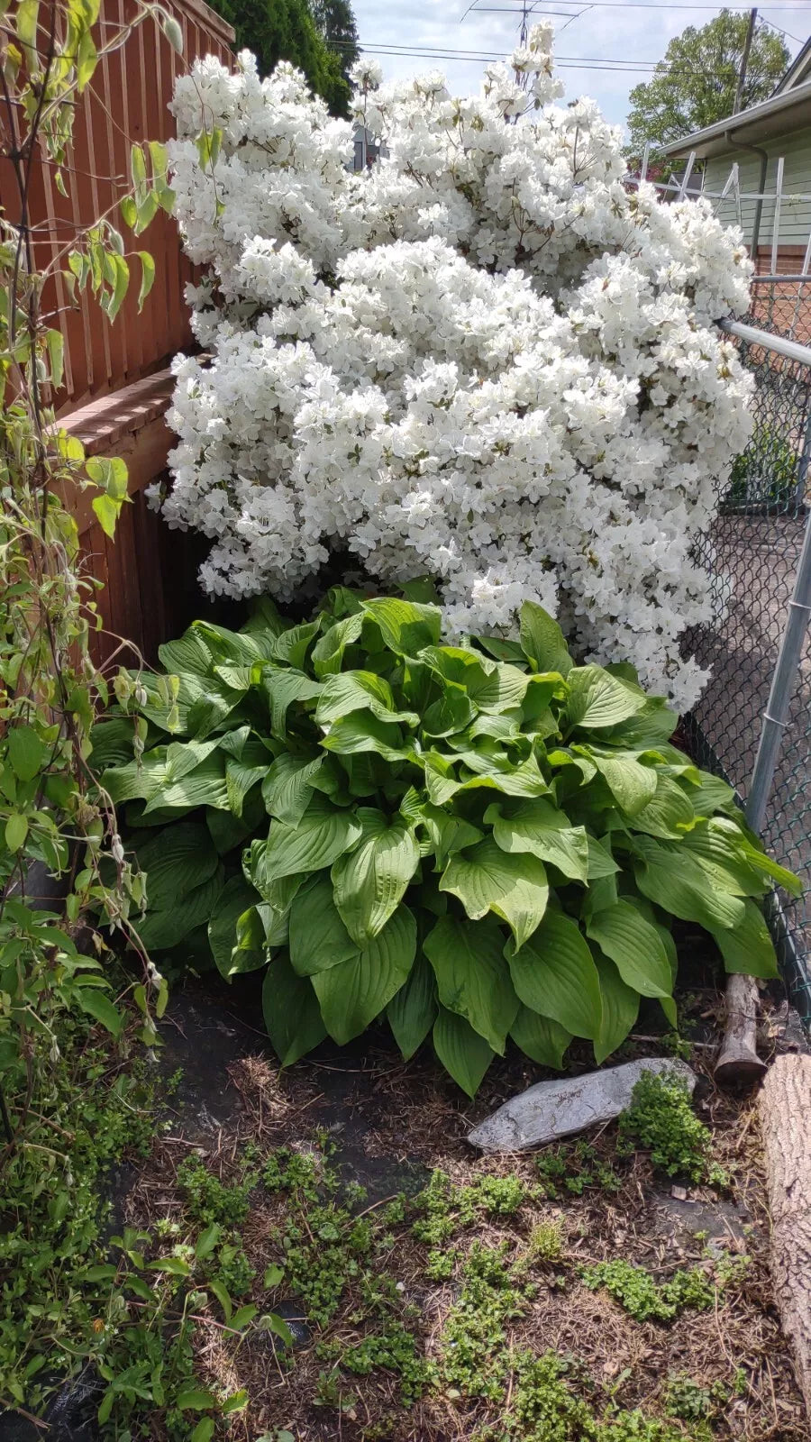 Crape Myrtle Cuttings 5-7" White Bloom Lagerstroemia Indica Unrooted Organic 5+2 Free for Easy Gardening