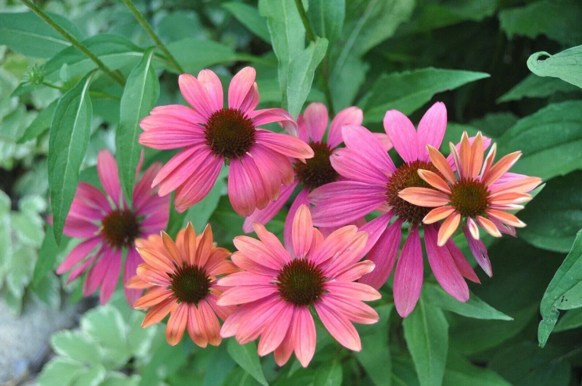50 Coneflower Seeds - Pink Orange Echinacea Purpurea Perennial - USA Grown Garden Flowers - Attracts Pollinators