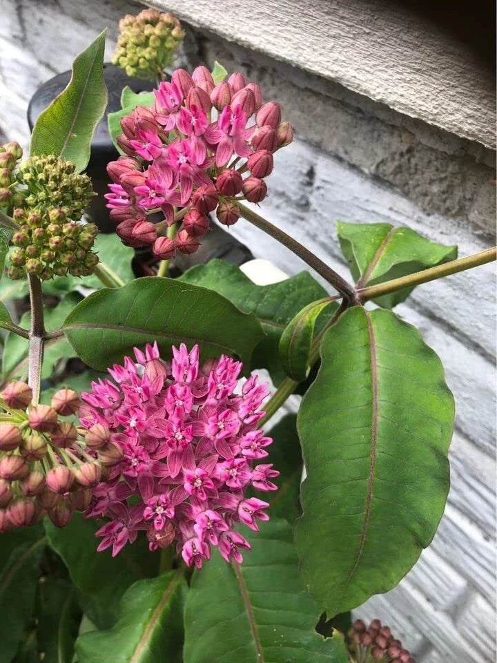 Common Milkweed Seeds (100 Seeds) - Asclepias syriaca - Native Pollinator Plant for Garden