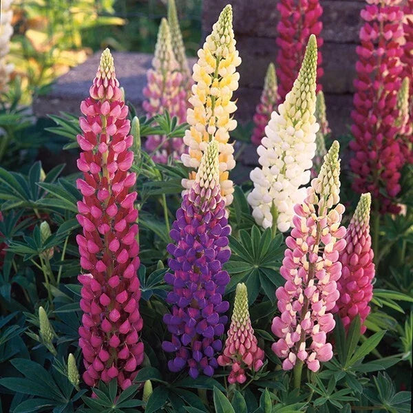 Mixed Lupine Seeds - 25 Perennial Colorful Blooms - Lupinus polyphyllus - Hardy Flowers for Garden & Pollinators - US Seller