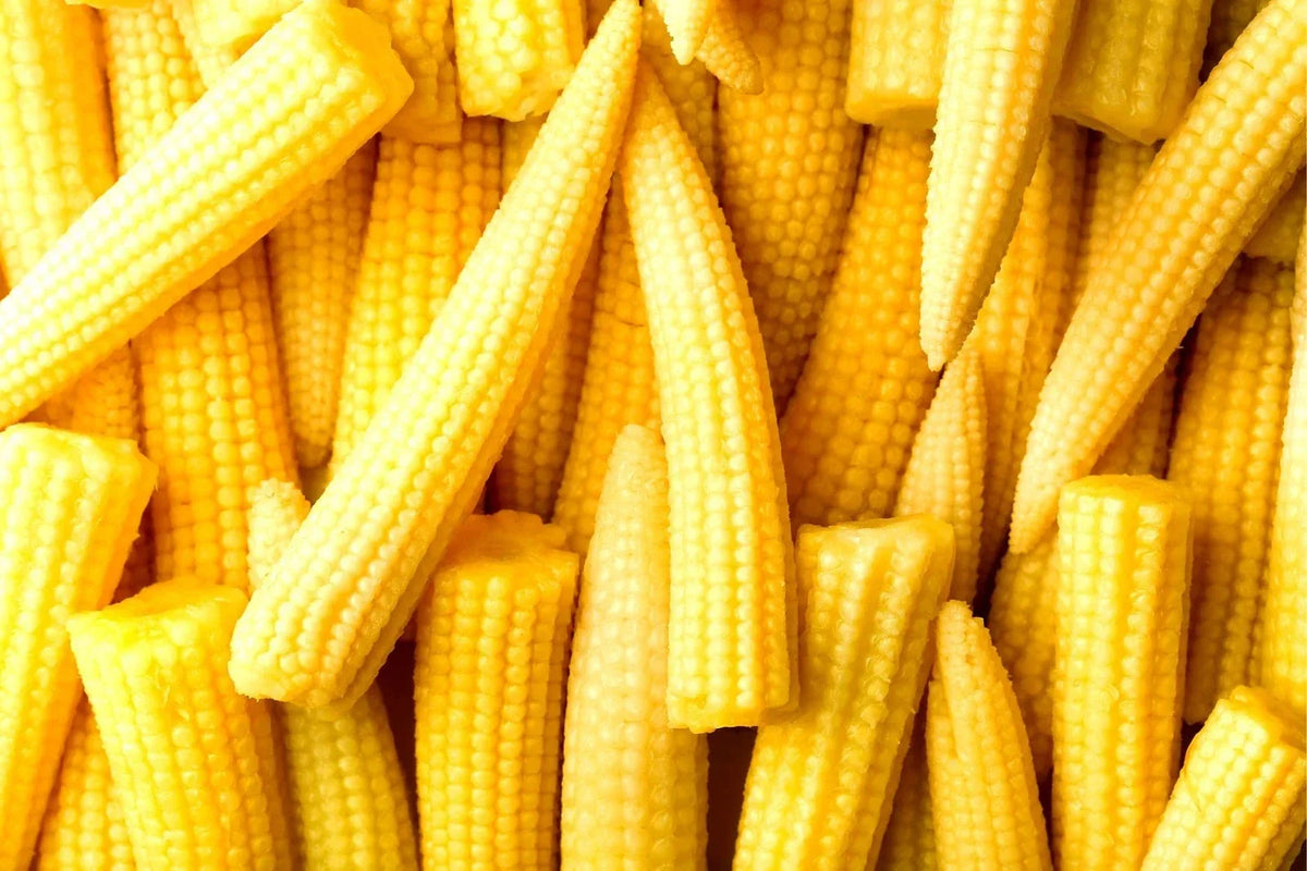 Japanese Baby Corn Seeds - 20 Seeds - Edible Garnish - Zea mays var. japonica - Fast-Growing Vegetable for Home Gardening