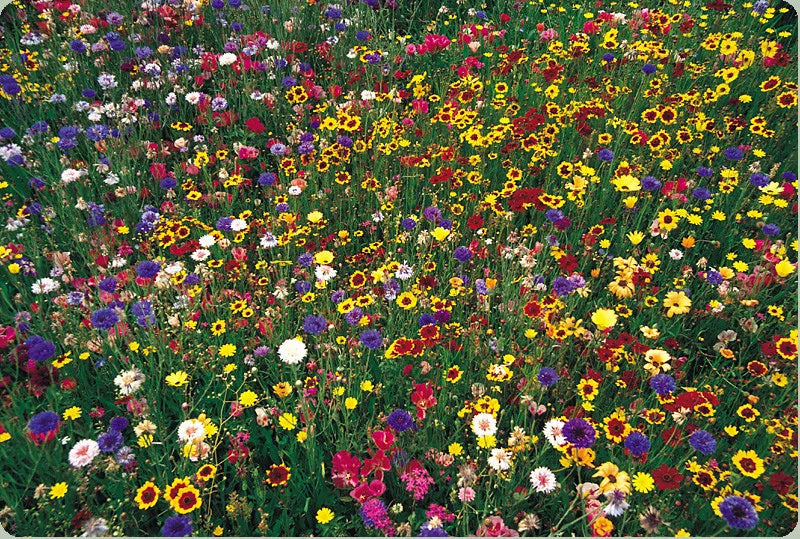 Wildflower Seed Mix 1 lb Bulk 100% Natural Colorful Blooms for Gardens & Pollinator Habitats - Various Species