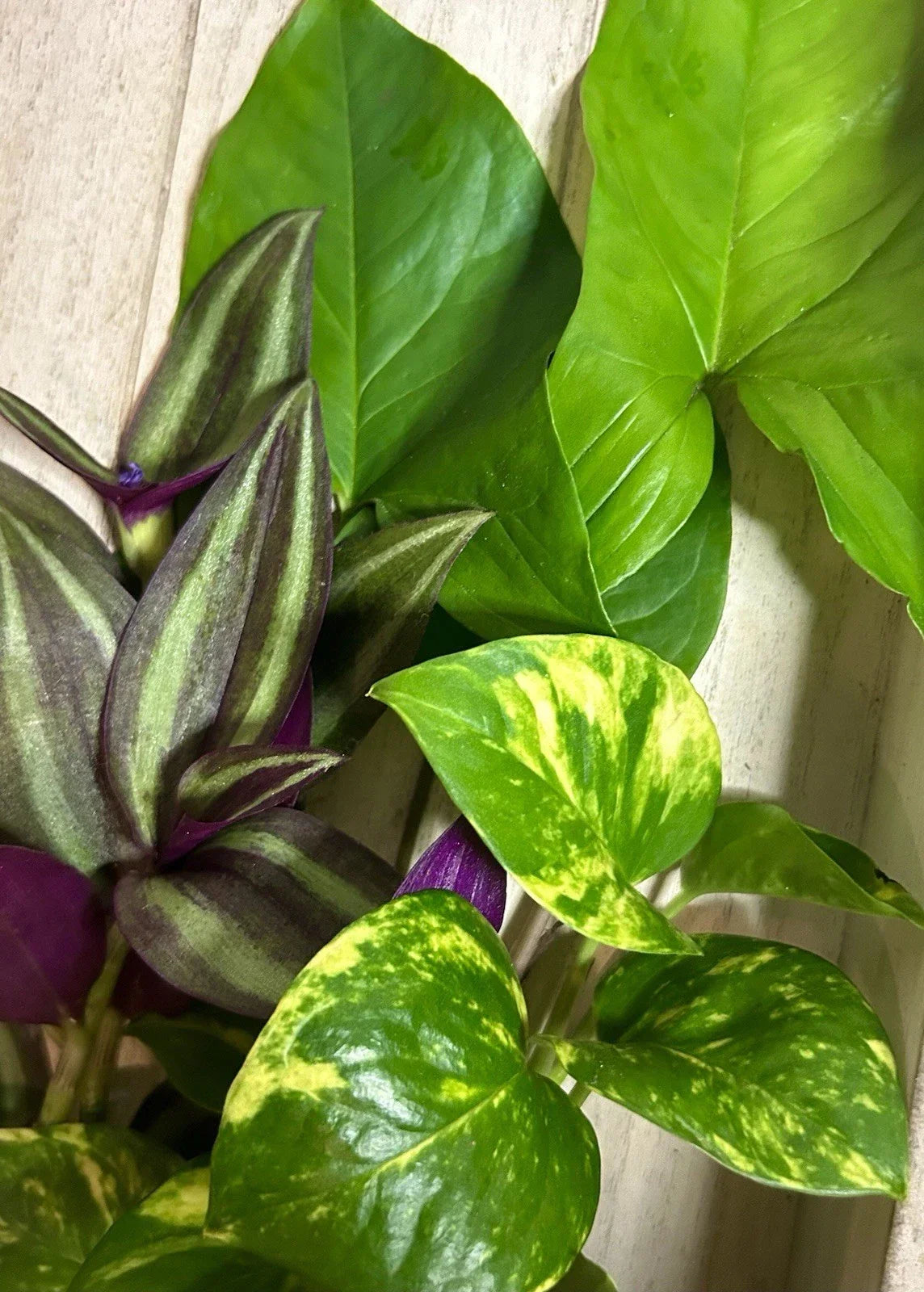15 Rooted Plant Cuttings - Arrowhead Vines, Pothos, Wandering Jew - Indoor Houseplants - Syngonium, Epipremnum, Tradescantia