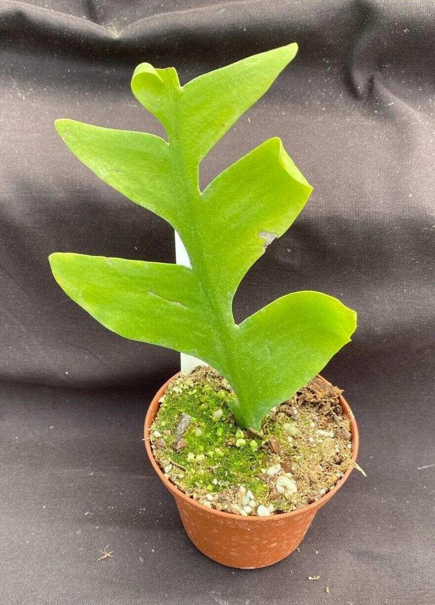 Shark Tooth Cactus Rooted Plant 3" Pot - Epiphyllum chrysocardium, Unique Foliage, Easy Care Indoor Plant