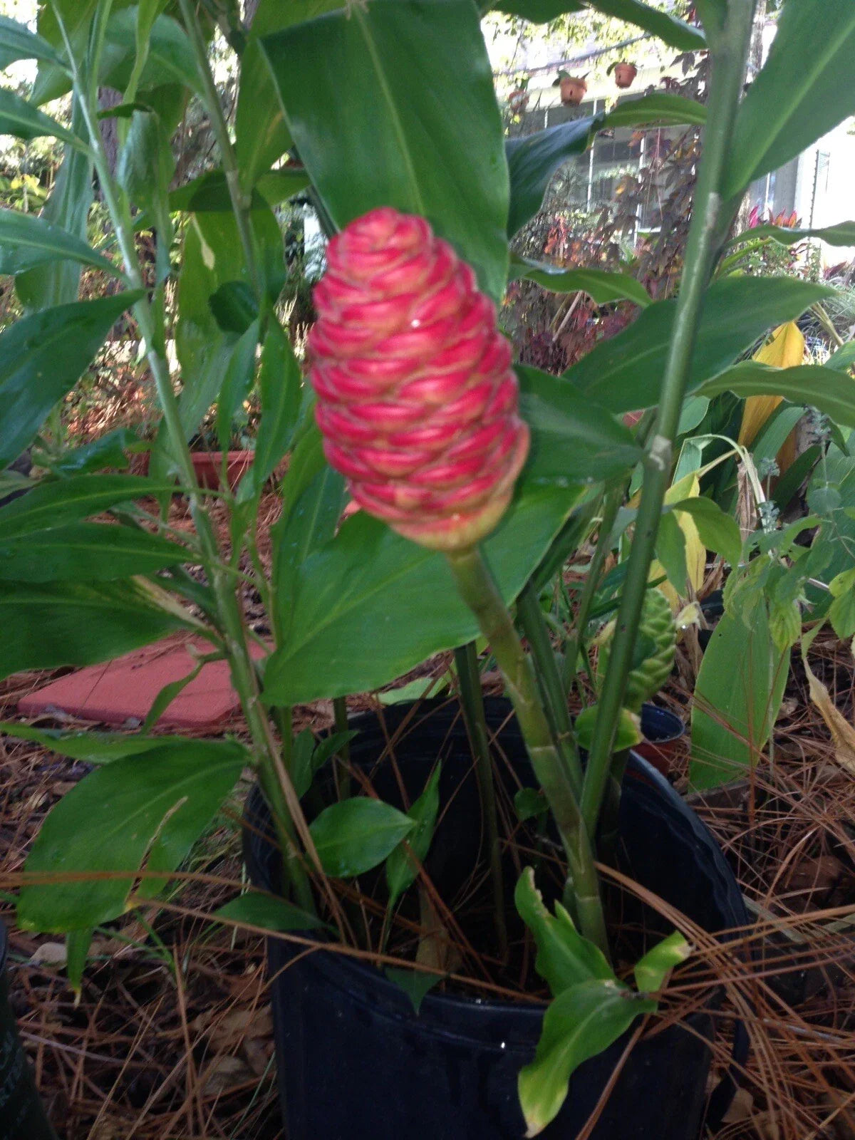 Combo 3 Shampoo Ginger Rhizomes & 3 Mexican Hydrangeas - Zingiber zerumbet - Butterfly & Hummingbird Attracting Plants