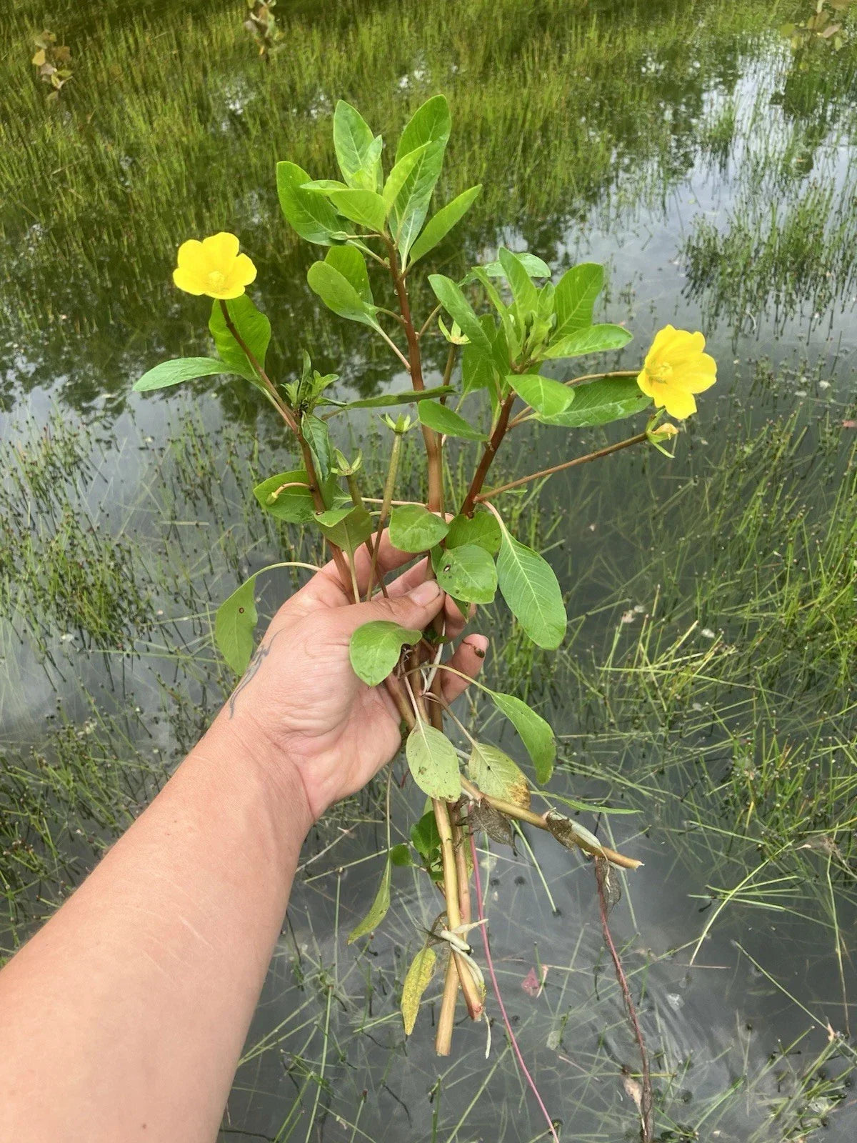 Creeping Primrose Plant - 6 Rooted Floating Pond Plants - Ludwigia repens - Fast Growing Yellow Flowers for Water Gardens