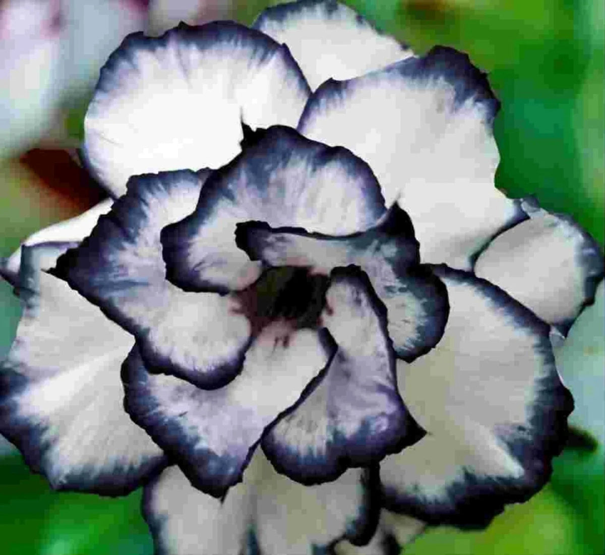 Desert Rose Flower Seeds, 5 pcs Adenium obesum "PEONY," Bonsai Variety, Drought-Tolerant, Vibrant Blooms for Garden