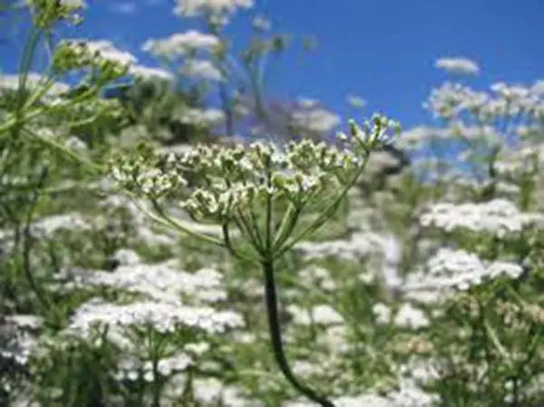 Heirloom Cumin Seeds - 100 Non-GMO Herb Seeds for Growing - Cuminum cyminum - Culinary Garden Essential