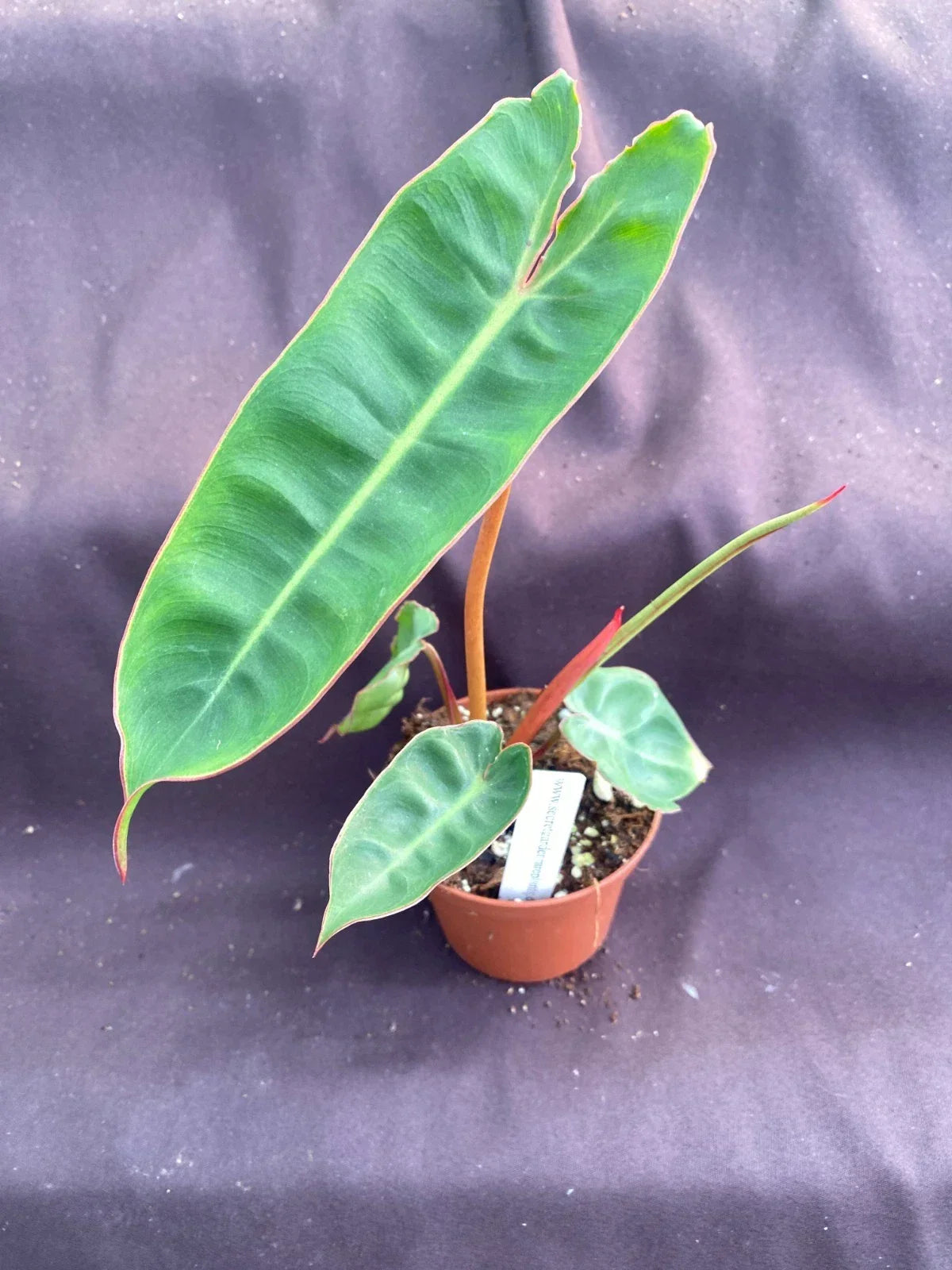 Philodendron Billietiae Rooted Plant 3" Pot | Rare Tropical Houseplant with Variegated Green Foliage | Philodendron billietiae