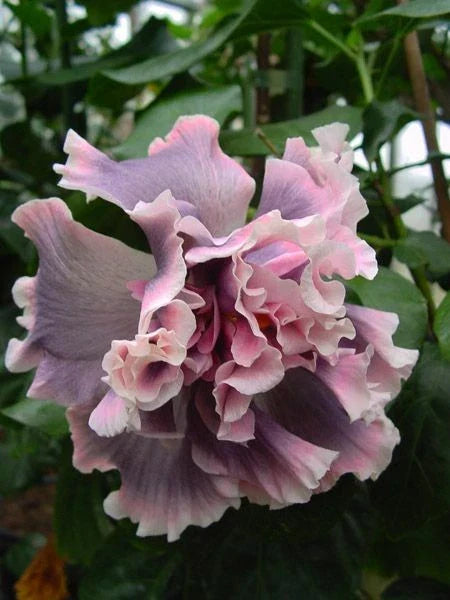 Double Pink Gray Hibiscus Seeds - 20 Perennial Flower Seeds - Hibiscus rosa-sinensis - Vibrant Garden Blooms