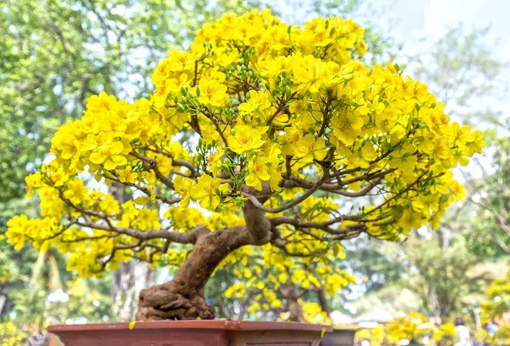 Apricot Bonsai Tree Seeds - 3 Large Seeds - Stunning Yellow Flowers - Prunus armeniaca - Indoor/Outdoor Gardening