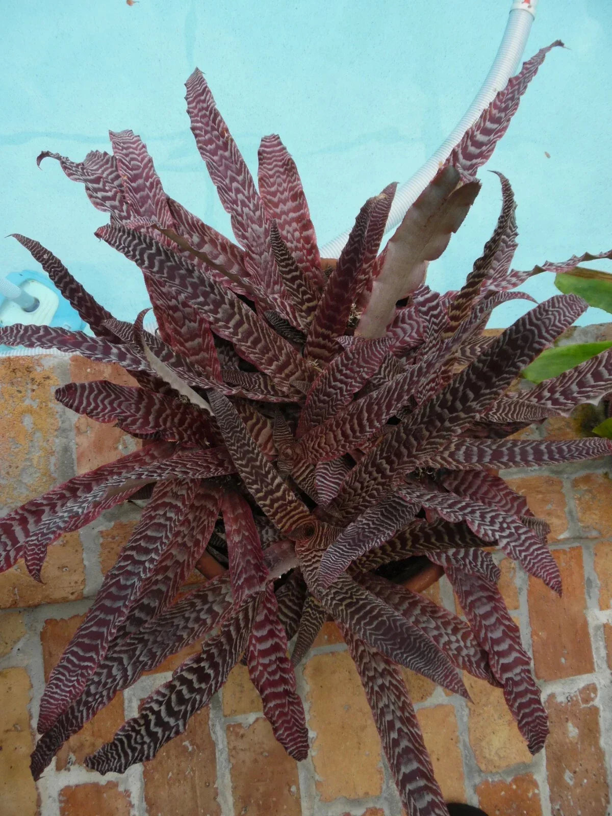 Medium Potted Cryptanthus Pheasant Tail Bromeliad - Unique Foliage Indoor Air Purifier Plant (Cryptanthus spp.)