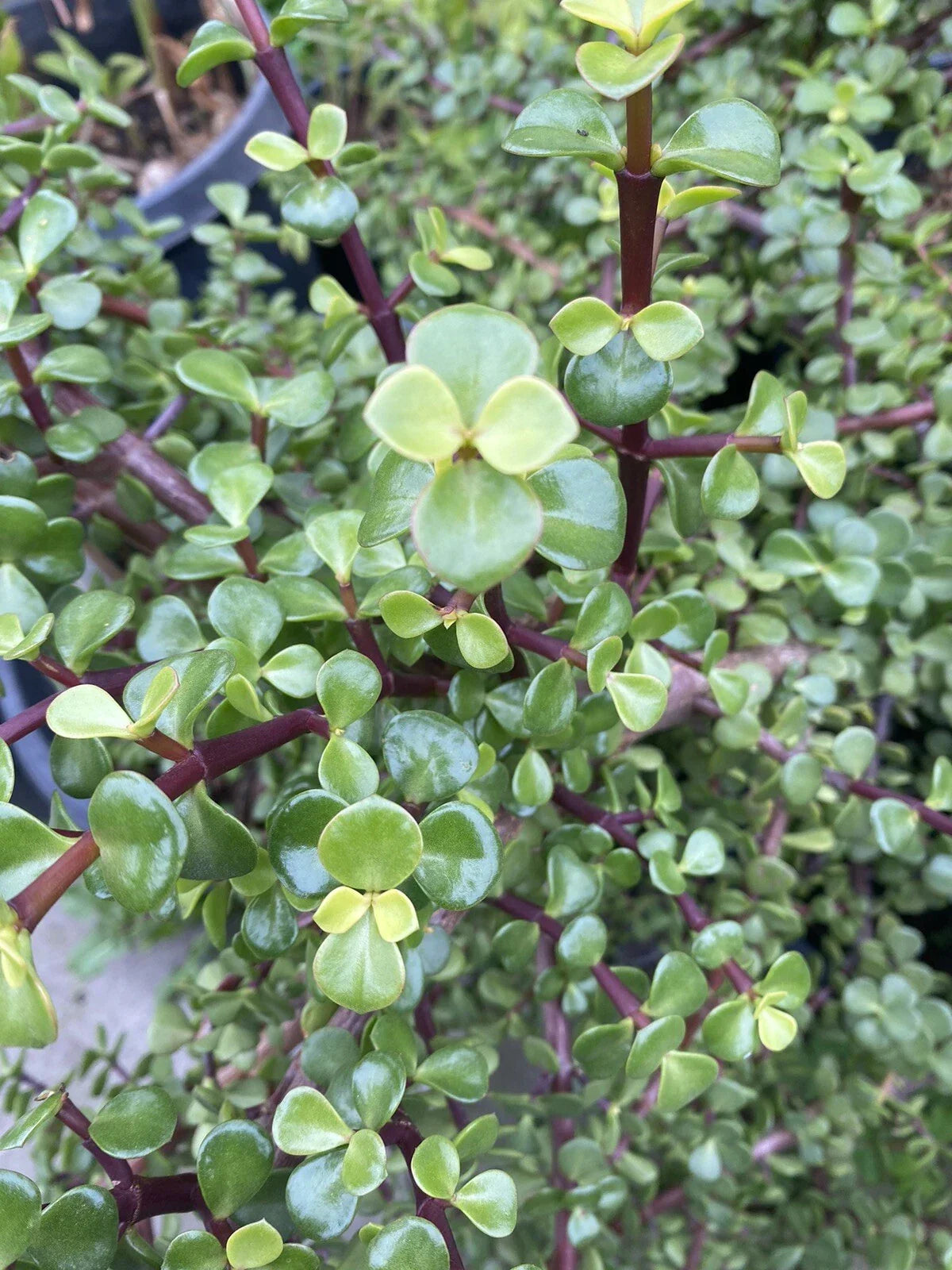 25 Cuttings Elephant Bush Succulent Red Stem Portulacaria afra Cactus Variety Easy Care Low Maintenance