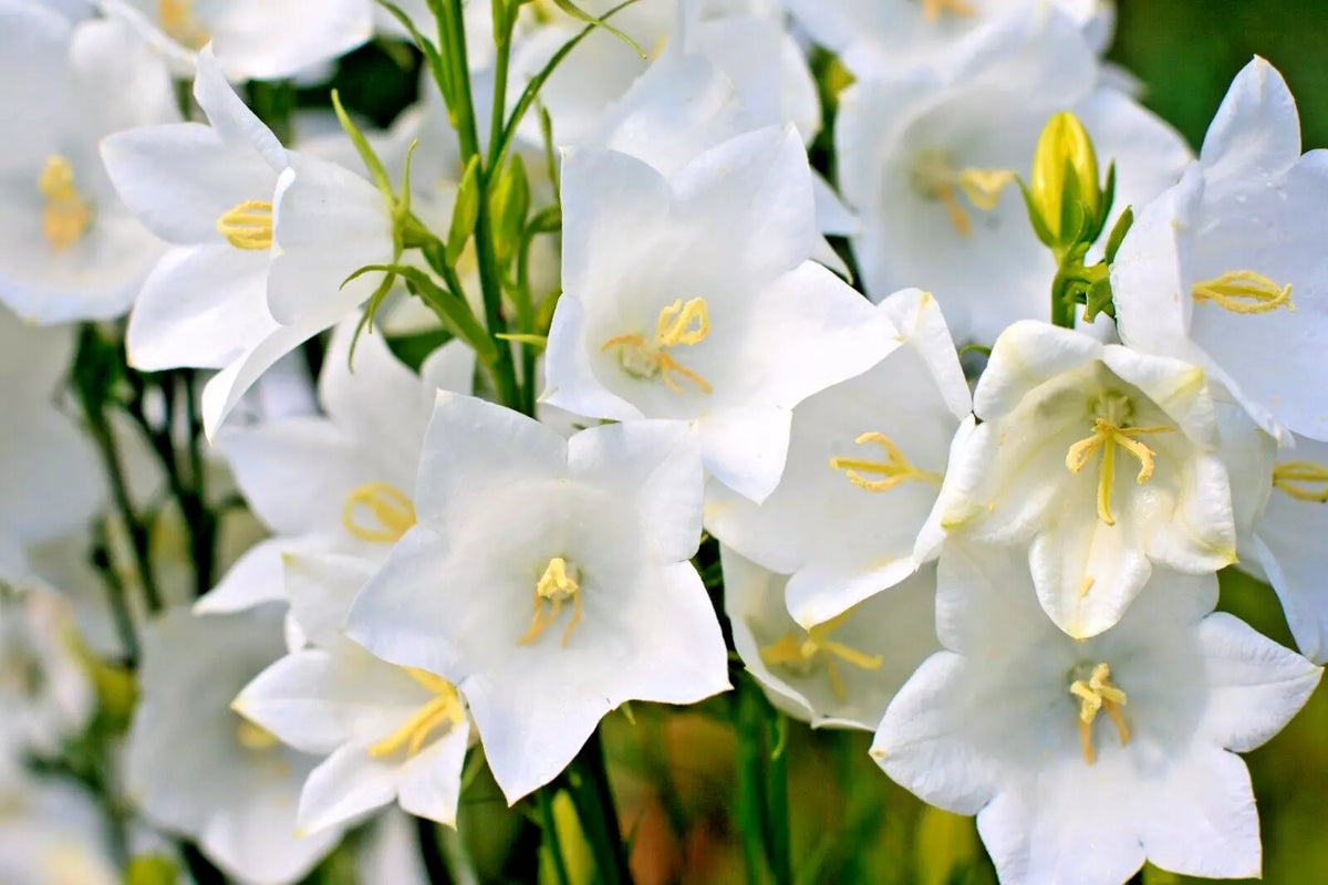 White Peach Leaf Bellflower Seeds, 250 Count, Large White Flowers, Easy to Grow, Campanula persicifolia