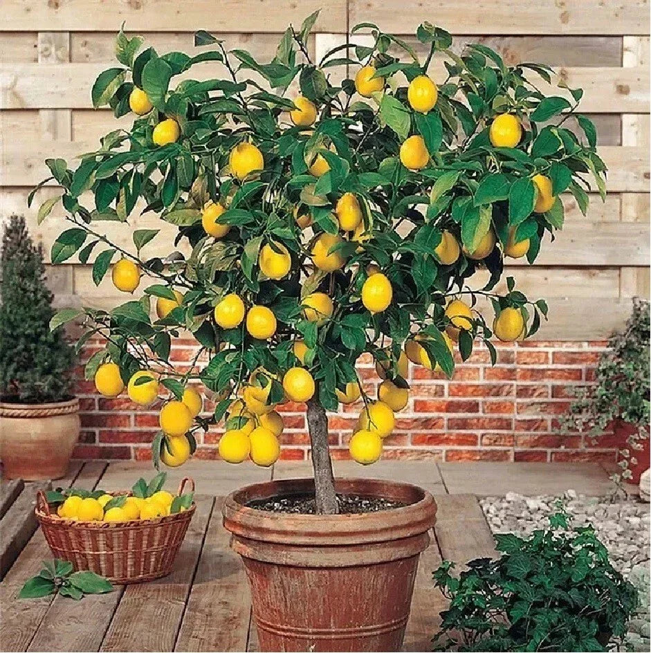 Live Lemon Tree Seedling 3" Edible Citrus Fruit (Citrus limon) - Perfect for Landscaping and Home Gardens