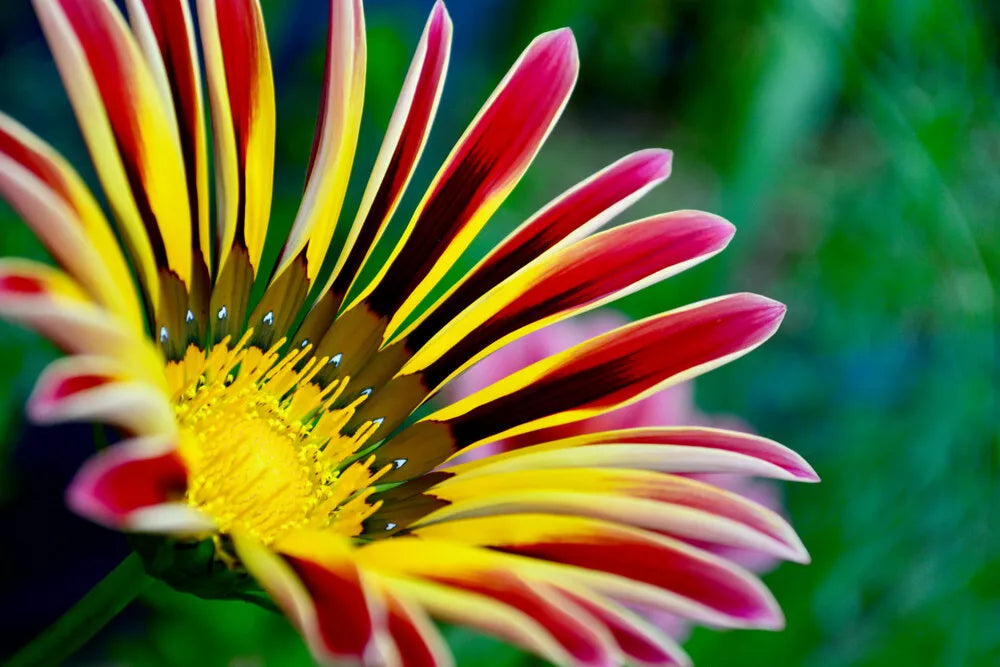 Gazania Seeds - 100 Count Colorful Mix - Gazania rigens - Drought-Tolerant Annuals for Sunny Gardens - Made in USA