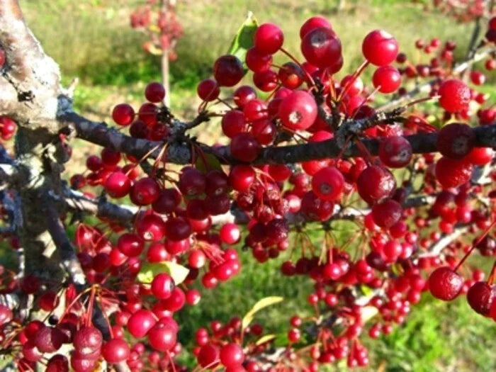 Roselow Crabapple Shrub - Rooted Plant with Small Red Fruit, Fragrant White Flowers, Malus, Self-Pollinating, Zones 4-9