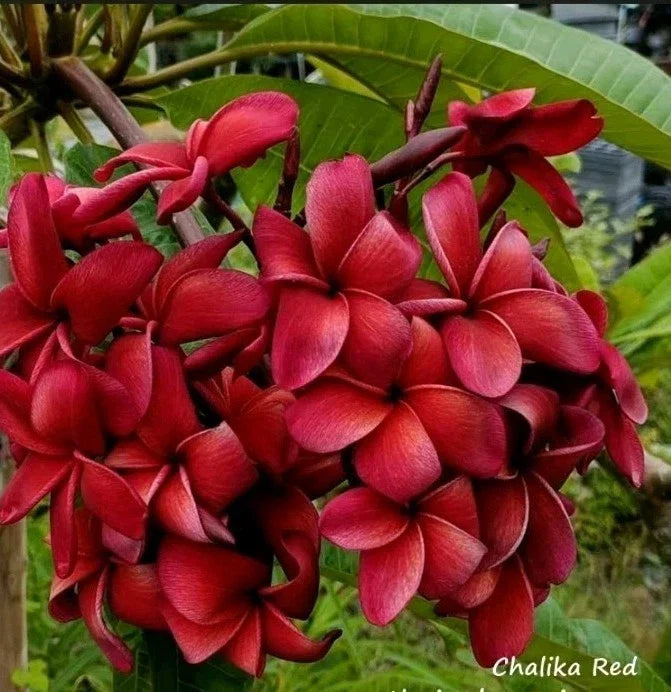 Red Plumeria Plant - 2.5 Inch Pot - Rooted Plumeria Chalida (Plumeria rubra) - Tropical Flowering Shrub for Home & Garden